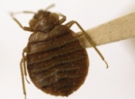 Canadian Bedbugs Carrying Super-Staph