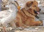 Dog & Goose Best Friends